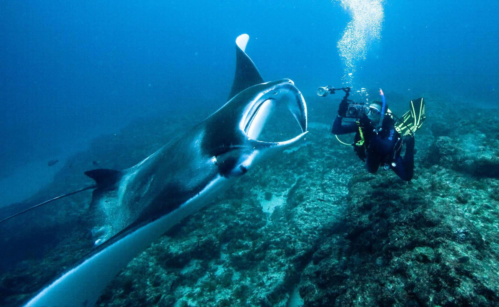 Manta & Scuba Centre Hostel *
